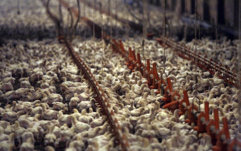 This Dec. 2, 2008, file photo shows a chicken farm just outside the city limits of Pittsburg, Texas. (LM Otero/AP Photo, File)