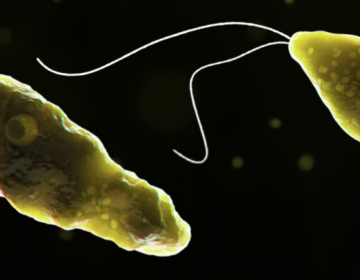 Naegleria fowleri. (CDC image)
