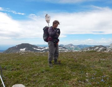 Claudia Copley begins
 her work collecting insects and spiders on Mt. Whitford, British Columbia. Copley manages the entomology collection at the Royal BC Museum in Victoria, British Columbia. (Molly Segal)