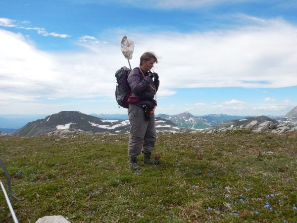 Claudia Copley begins
 her work collecting insects and spiders on Mt. Whitford, British Columbia. Copley manages the entomology collection at the Royal BC Museum in Victoria, British Columbia. (Molly Segal)