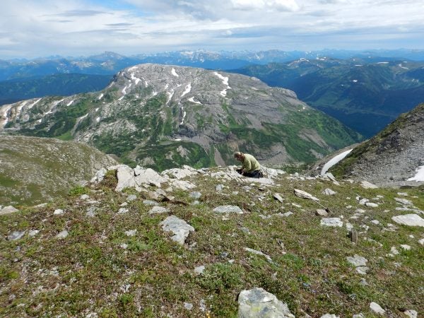 Darren Copley uses an aspirator to suction up a spider on Mt. Whitford, British Columbia. Copley works prepares birds and mammals at the Royal BC Museum, and has also trained to collect spiders and insects for the museum’s collection. (Molly Segal)