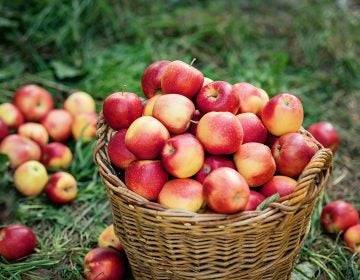 Apple harvest. (Serenkonata/BigStock)