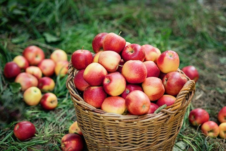 Apple harvest. (Serenkonata/BigStock)