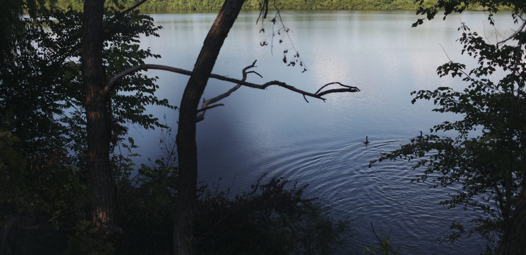 Cormorants swim out into the reservoir from a log. (Neal Santos for PlanPhilly)