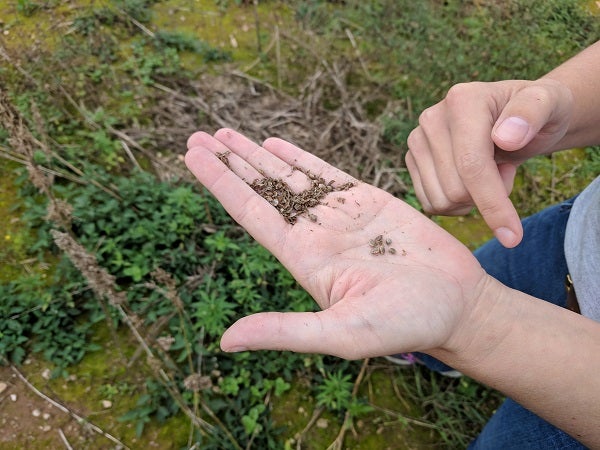 Alyssa Collins, Director of the Penn State Southeast Agricultural Research and Extension Center, holds hemp seeds grown as part of a research crop. (Rachel McDevitt/WITF)