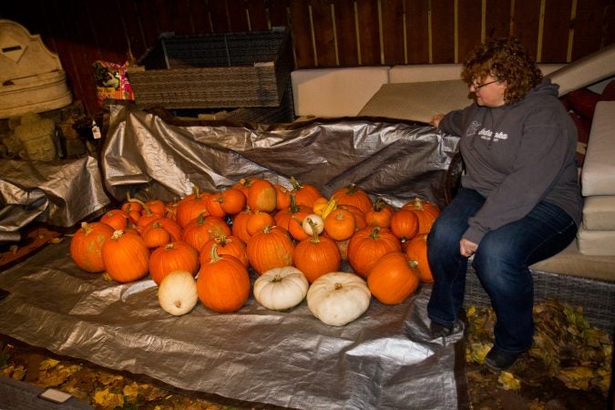 Lucia Kubik, a board member of the Indraloka Animal Sanctuary in central Pennsylvania,  collects pumpkins after Halloween to take for feed to the animals. (Kimberly Paynter/WHYY)