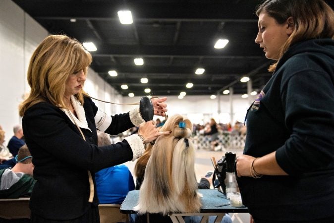 Michelle Jones and her daughter Mackenzie Jones prepare Mr. Bates, the No. 2 ranked shih tzu in the country, for the breed competition at the National Dog Show in Oaks, Pa. (Kriston Jae Bethel for WHYY)