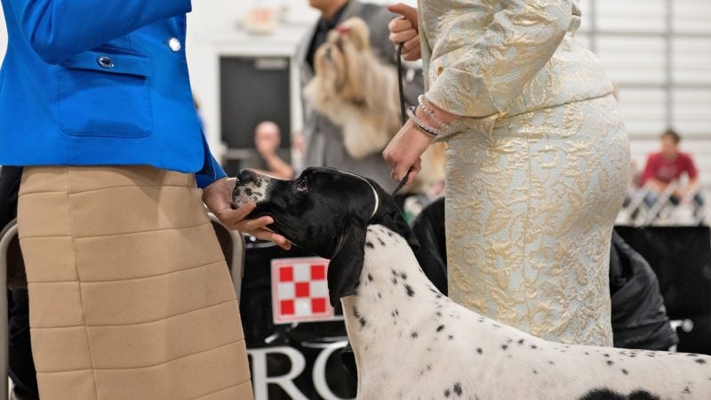 Julia, a 5-year-old English pointer, rests her head in the hand of June Beckwith at the National Dog Show in Oaks, Pa. (Kriston Jae Bethel for WHYY)