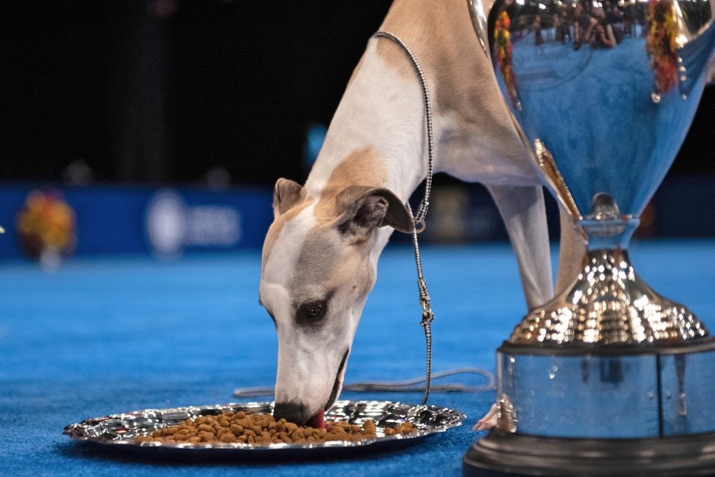 Whiskey, a 3-year-old whippet, enjoys a victory meal after winning Best in Show at the National Dog Show in Oaks, Pa. 