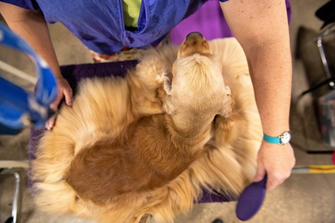 Chatherine Carey grooms her cocker spaniel, George, at the National Dog Show in Oaks, Pa. (Kriston Jae Bethel for WHYY)