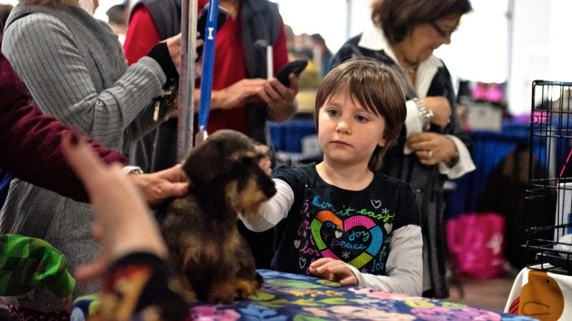 Lucy Keeling, 8, pets Sadie, a miniature wire-haired dachshund, at the National Dog Show in Oaks, Pa. (Kriston Jae Bethel for WHYY)