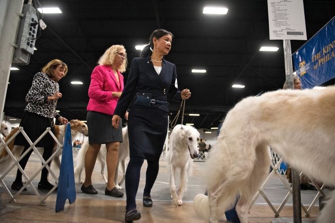 Champs take a bow wow at National Dog Show - WHYY