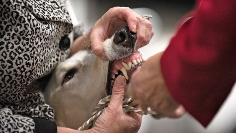 A borzoi has his teeth checked by a judge during the breed competition at the National Dog Show in Oaks, Pa. (Kriston Jae Bethel for WHYY)