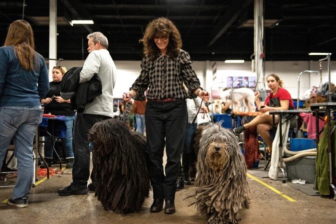 Donna Defalcis walks her two Bergamasco sheep dogs, Ravi and Whope, at the National Dog Show in Oaks, Pa. (Kriston Jae Bethel for WHYY)