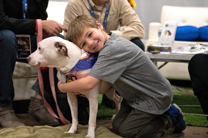 Max Coddaire, 7, hugs Vivian, at the National Dog Show in Oaks, Pa. Max met Vivian at least year's dog show and was excited to see her again. Vivian was rescued from a shelter after being used as bait in dog fights. Now the official therapy dog ambassdor, Vivian received training as part of the New Leash on Life program in Philadelphia, where dogs live side-by-side with prisoners. (Kriston Jae Bethel for WHYY)