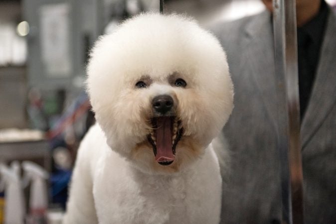 A bischon frise yawns during the National Dog Show in Oaks, Pa. (Kriston Jae Bethel for WHYY)