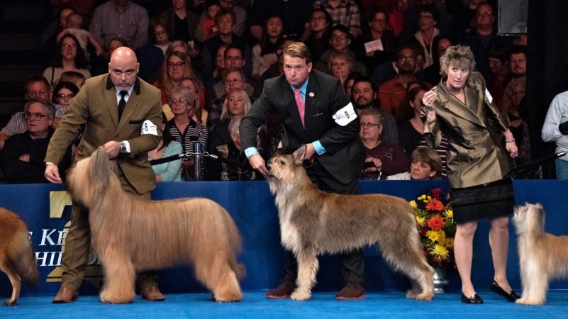 Handlers listen intently during the herding group competition at the National Dog Show in Oaks, Pa. (Kriston Jae Bethel for WHYY)