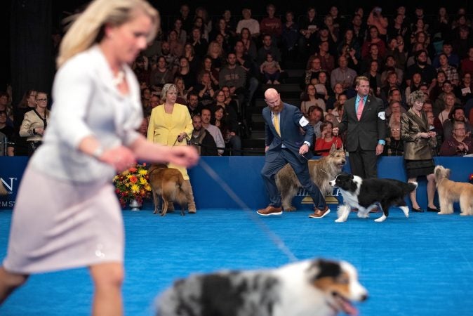 Handlers take their dogs around the ring during herding group competition at the National Dog Show in Oaks, Pa. (Kriston Jae Bethel for WHYY)