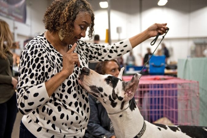 Stacie Stern-Leaphart holds the attention of her harlequin great dane, Lorraine, at the National Dog Show in Oaks, Pa. At 34 inches and 130 pounds, three-year-old Lorraine still has room to grow, but is both the spokesdog for Pergo and recently completed a photoshoot for Free People. (Kriston Jae Bethel for WHYY)