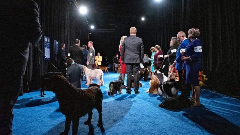 Handlers wait backstage their dogs before the start of the sporting group competition at the National Dog Show in Oaks, Pa. (Kriston Jae Bethel for WHYY)