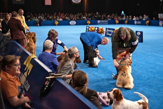 Handlers continue to groom their dogs during the sporting group competition at the National Dog Show in Oaks, Pa. (Kriston Jae Bethel for WHYY)