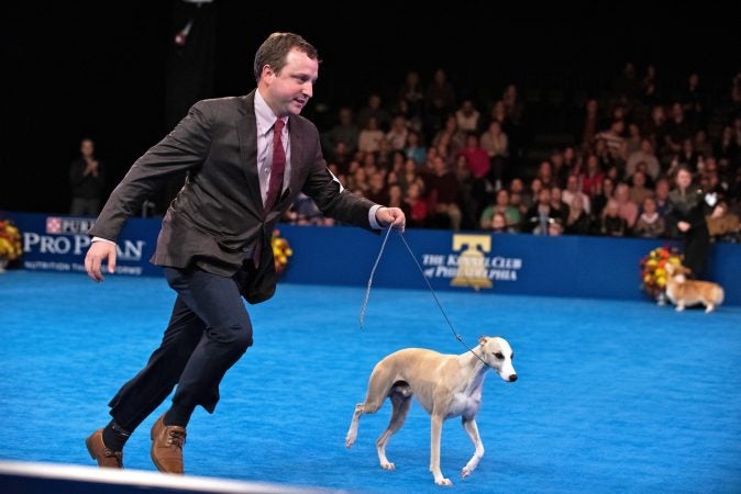 Justin Smithey and his whippet, Whiskey, take a lap around the ring during the Best in Show competition at the National Dog Show in Oaks, Pa. (Kriston Jae Bethel for WHYY)