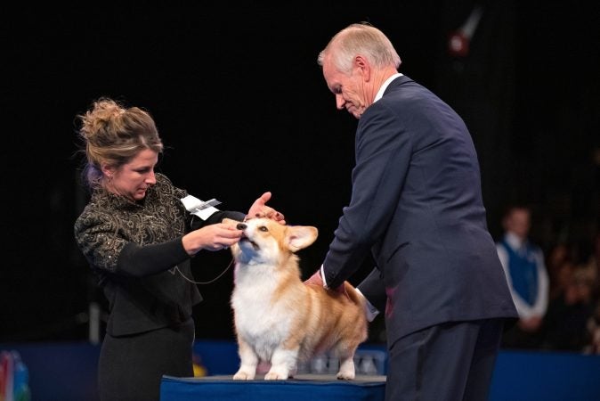 Kara Janiszak holds the attention of Bella, a Pembroke Welsh corgi, during Best in Show judging at the National Dog Show in Oaks, Pa. (Kriston Jae Bethel for WHYY)