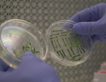 Fred Gmitter, a geneticist at the University of Florida Citrus Research and Education Center, holds citrus seedlings that are used for gene editing research at the University of Florida in Lake Alfred, Fla., on Sept. 27, 2018. Gene-editing tools, with names like CRISPR and TALEN, promise to alter foods precisely, and cheaply _ without necessarily adding foreign DNA. Instead, they act like molecular scissors to alter the letters of an organism's own genetic alphabet. (Federica Narancio/AP Photo)