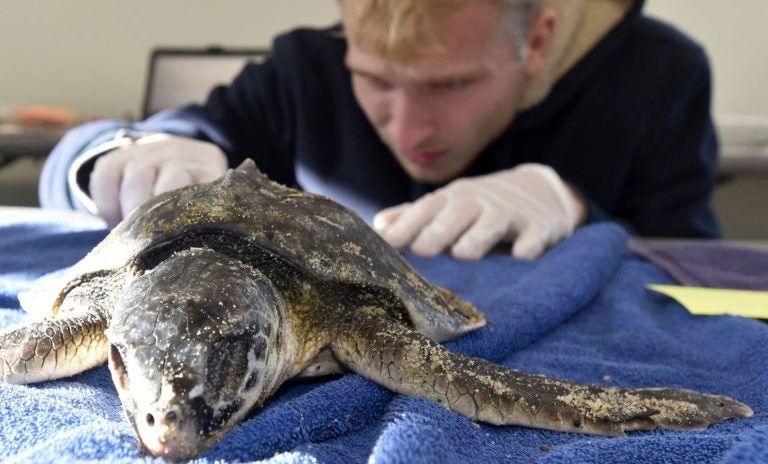 In this Friday, Nov. 23, 2018 photo, Ben Thyng does an exam of a newly arrived living Kemp’s ridley turtle to the ICU at the Audubon Society’s Wellfleet Bay Wildlife Sanctuary in Wellfleet, Mass., as cold stunned turtles are brought in off area beaches after several days of below freezing weather. Mass Audubon Director Bob Prescott believes a warming trend in the Gulf of Maine has allowed the turtles to delay migration south. (Steve Heaslip/The Cape Cod Times via AP) (Associated Press)