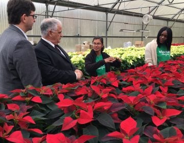 New Castle County Executive Matt Meyer and West End Neighborhood House executive director Paul Calistro listen as Bright Spot Farms director Sindhu Siva describes the work needed to grow poinsettias at the New Castle farm. (Mark Eichmann/WHYY)