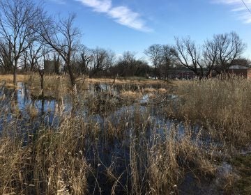 Standing water sits just behind a row of homes in Wilmington's Southbridge section. The land will soon be turned into a wetland park to prevent flooding. (Mark Eichmann/WHYY)