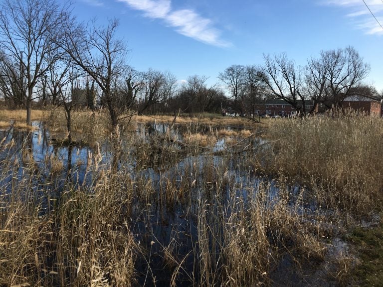 Standing water sits just behind a row of homes in Wilmington's Southbridge section. The land will soon be turned into a wetland park to prevent flooding. (Mark Eichmann/WHYY)