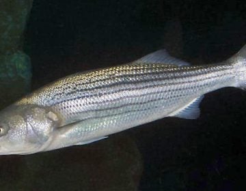 A striped bass. (Public domain image)