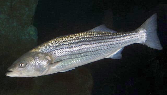 Morone_saxatilis_SI2 A striped bass. (Public domain image)