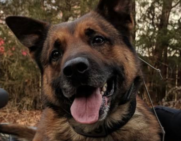 K-9 Officer Kane. (Photo courtesy of the Ocean County Sheriff's Department)