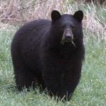 New Jersey black bear hunt is now open, fish & wildlife officials say -  WRNJ Radio