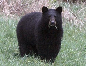 File photo: In this April 22, 2012 photo, a black bear grazes in a field (Toby Talbot/AP Photo) 