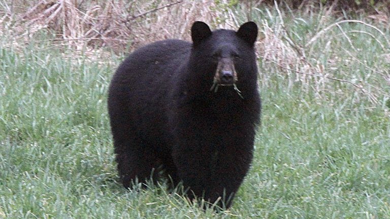 File photo: In this April 22, 2012 photo, a black bear grazes in a field (Toby Talbot/AP Photo) 