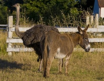 An emu and a donkey graze together in a neighborhood pasture in Healdsburg, Calif. A duo of the same species has reportedly 