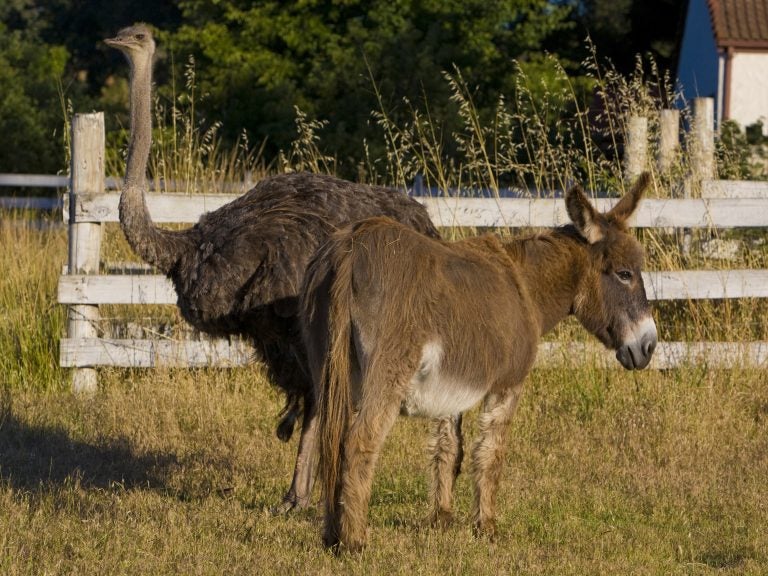 An emu and a donkey graze together in a neighborhood pasture in Healdsburg, Calif. A duo of the same species has reportedly 