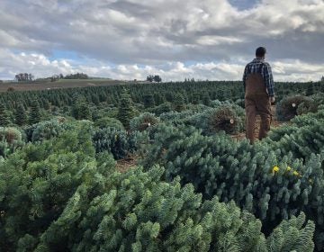 Casey Grogan walks through some recently cut noble fir Christmas trees at his farm near Silverton, Ore. This year he plans to harvest 60,000 trees off his property. (Anna King/Northwest News Network)