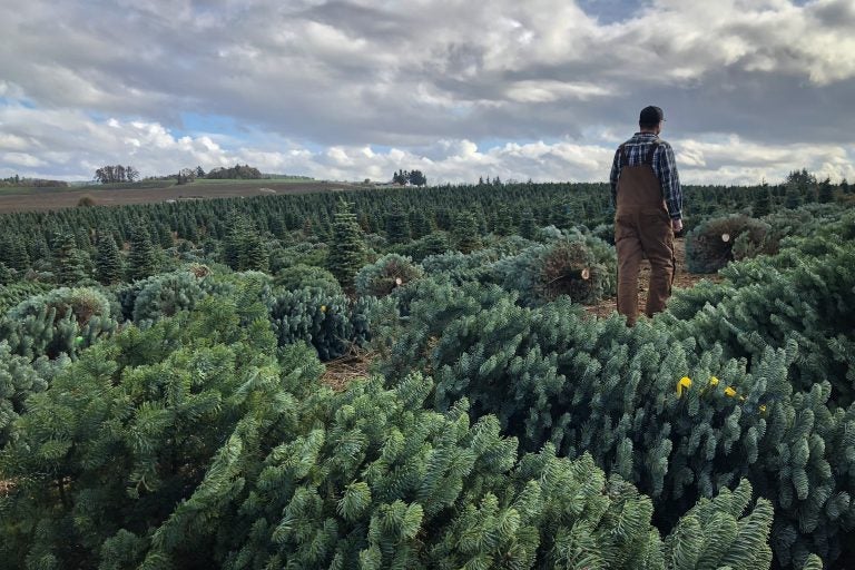 Casey Grogan walks through some recently cut noble fir Christmas trees at his farm near Silverton, Ore. This year he plans to harvest 60,000 trees off his property. (Anna King/Northwest News Network)