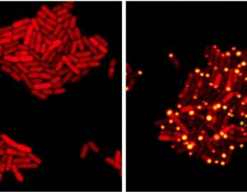 In these images, E coli bacteria harbor proteins from a bacteria-killing virus that can eavesdrop on bacterial communication. (At left) One protein from the virus has been tagged with a red marker; (at right) the virus has overheard bacterial communication indicating the bacteria have achieved a quorum; it sends its protein to the poles of the cell (yellow dots). (Bonnie Bassler and Justin Silpe, Department of Molecular Biology, Princeton University)