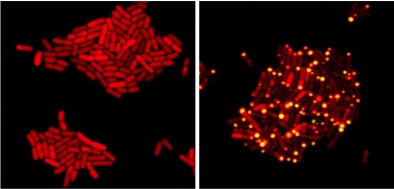 In these images, E coli bacteria harbor proteins from a bacteria-killing virus that can eavesdrop on bacterial communication. (At left) One protein from the virus has been tagged with a red marker; (at right) the virus has overheard bacterial communication indicating the bacteria have achieved a quorum; it sends its protein to the poles of the cell (yellow dots). (Bonnie Bassler and Justin Silpe, Department of Molecular Biology, Princeton University)