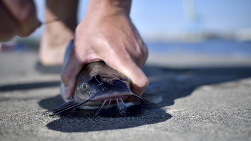 A catfish is pulled from the river at Pier 60 on the Delaware waterfront, near Tasker Street, in South Philadelphia on May 12, 2018. Users of the DIY recreational space are likely to lose it to developers. (Bastiaan Slabbers for WHYY)