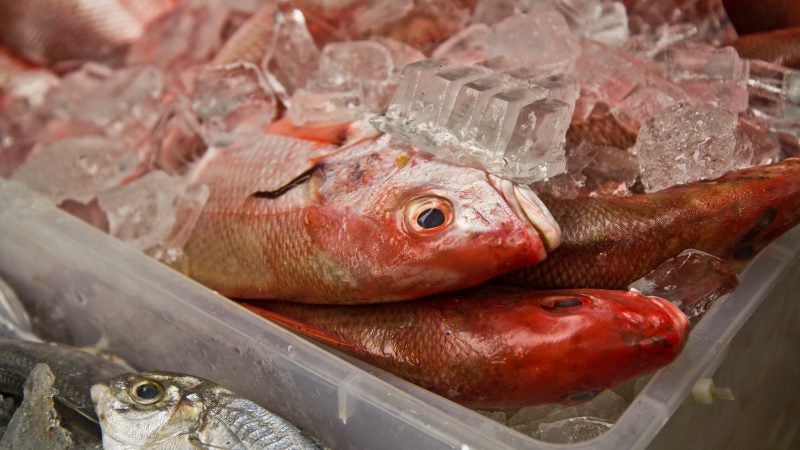 Fish for sale at R.J. Darigo Seafood in the Italian Market. (Kimberly Paynter/WHYY)