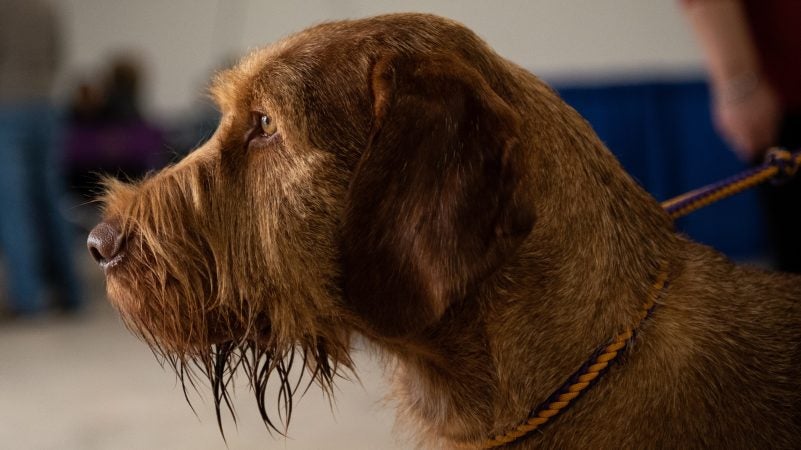 Dante, a 3-year-old wire-haired Vizsla, strikes a noble pose during the National Dog Show in Oaks, Pennsylvania, Nov. 17, 2018. (Kriston Jae Bethel for WHYY)