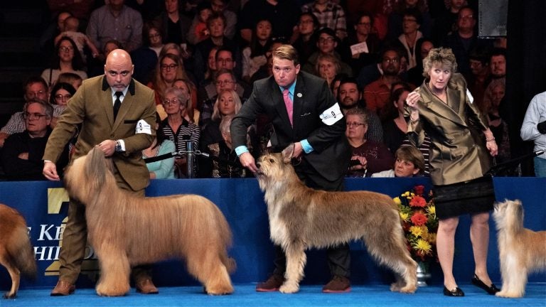 Handlers listen intently during the herding group competition at the National Dog Show in Oaks, Pennsylvania, on Nov. 17, 2018. (Kriston Jae Bethel for WHYY)