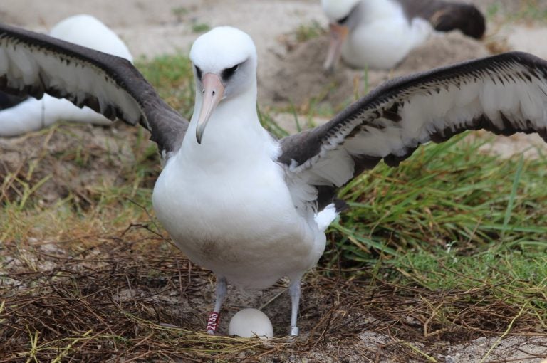 Wisdom, the world's oldest known wild bird, has laid another egg. She is at least 68. (Madalyn Riley/USFWS Volunteer/Flickr)