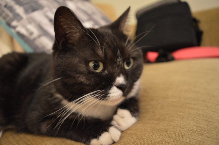 The author's cat, Ahab — who once left the disembodied heart and beak of a sparrow buried under her owners' laundry. (Liz Tung/WHYY)